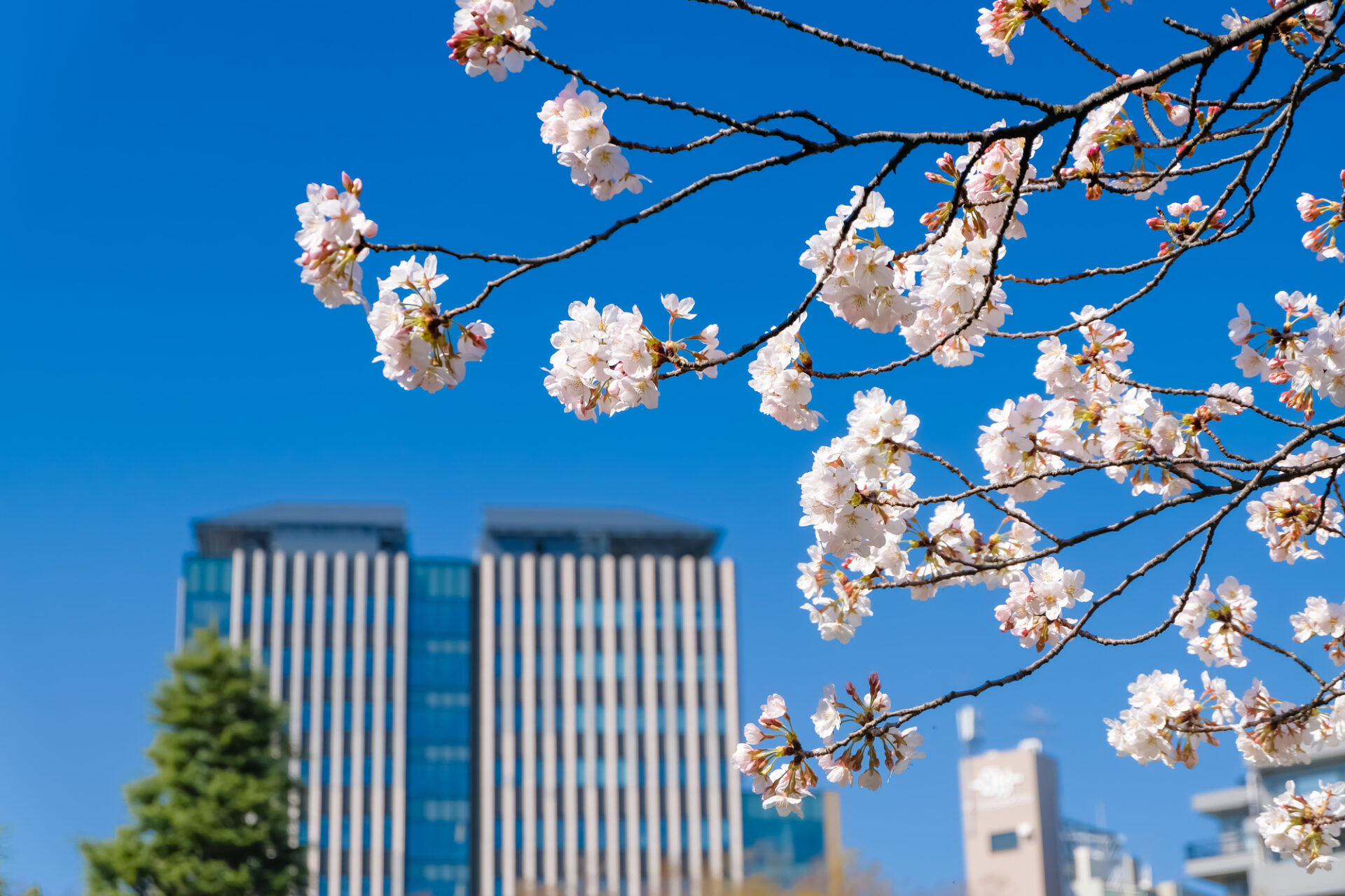 難関私立大学合格に向けて、大学受験ディアロで対策をしよう